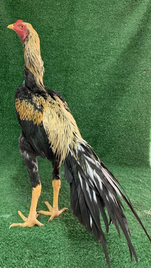 ไก่เหลืองหางขาวนเรศวร