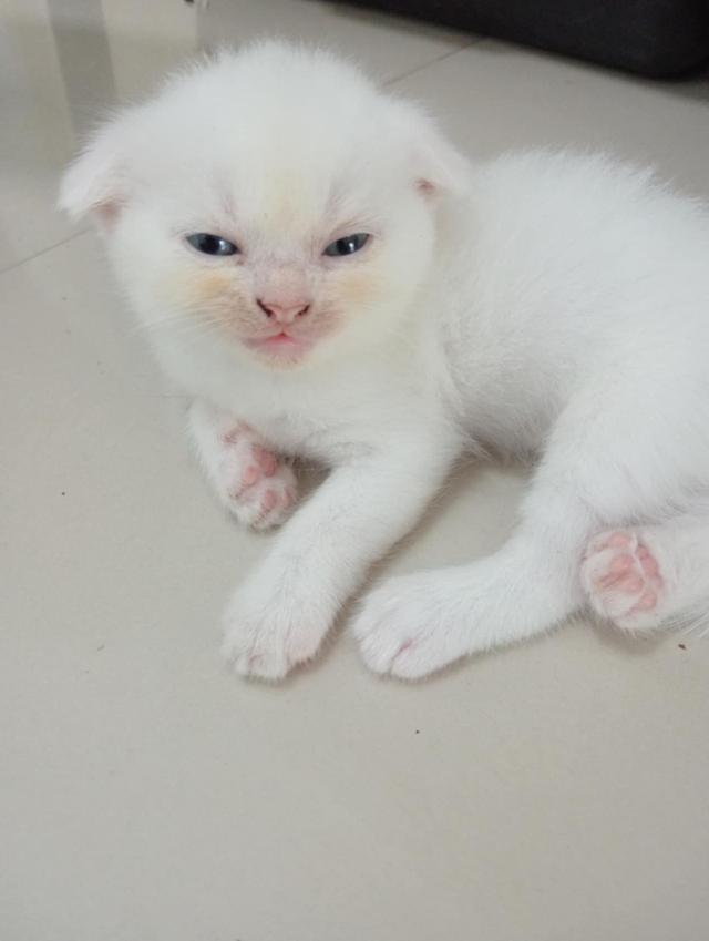 น้องแมว 3