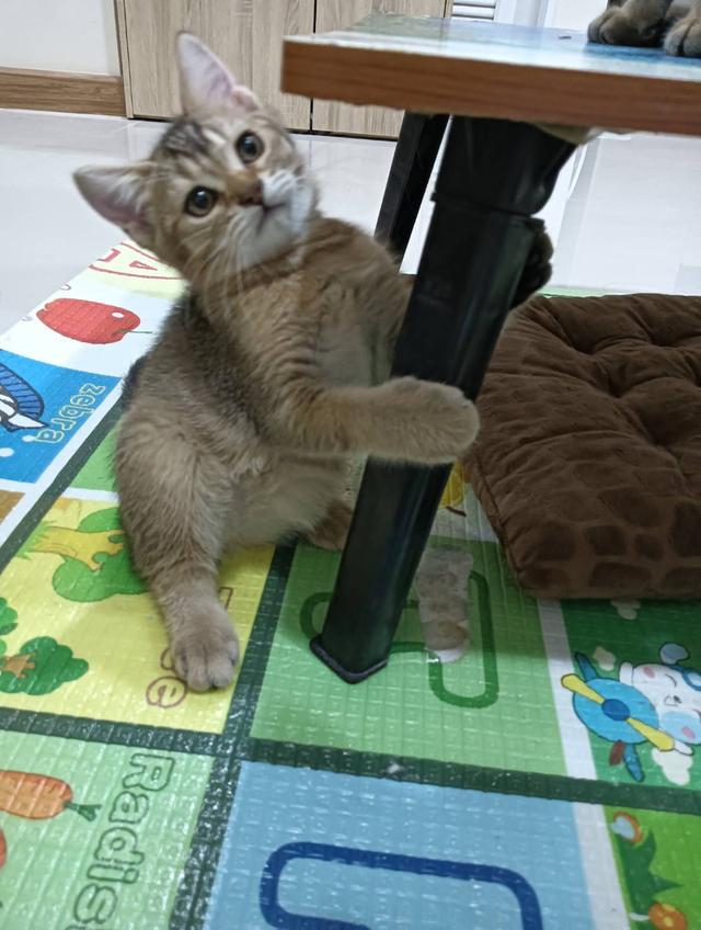 หนุ่มน้อย Brown Tabby