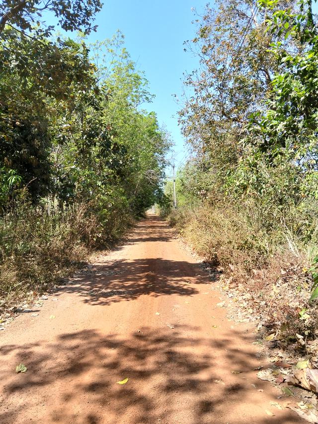 ด่วนขายที่ดิน13ไร่เศษฉโนดครุฑแดงโอนฟนีไม่มีค่าใช้จ่ายต่อรองราคาได้เจ้าของขายเอง 2