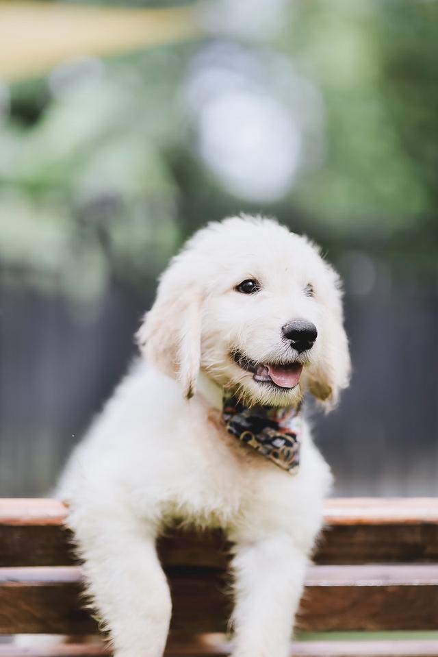 Golden Doodle(Male Dog) 4