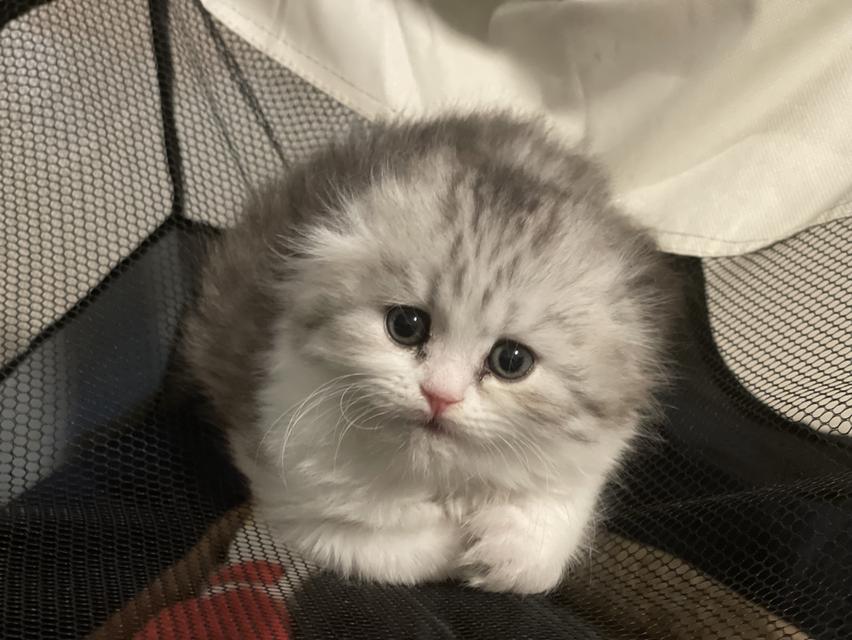 น้องแมวหูพับน่ารัก(หญิง)พร้อมย้ายบ้าน