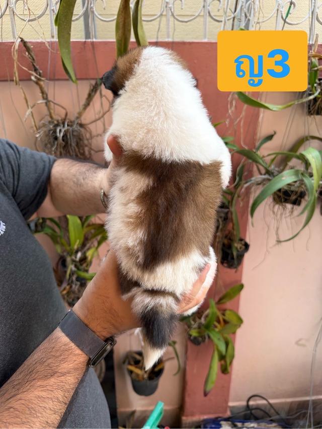 บางแก้วแท้ พ่อแม่สายประกวด เชื้อดี รู้ความสุดๆ #พร้อมใบเพ็ดชมรมบางแก้วประเทศไทย TBC สนใจทักได้ครับ 16