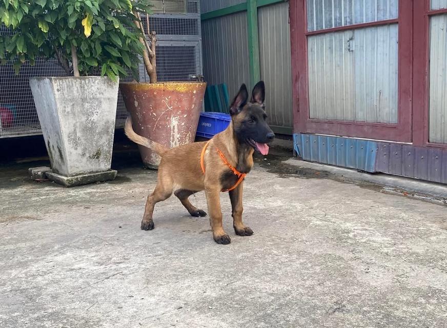 สุนัข Belgian Malinois ตัวผู้