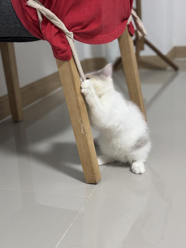 แมว British shorthair  9