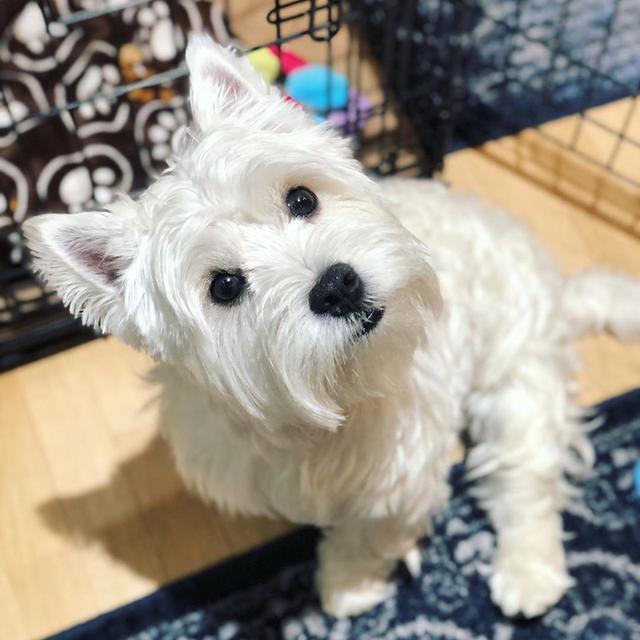 West Highland Terrier Puppies for sale