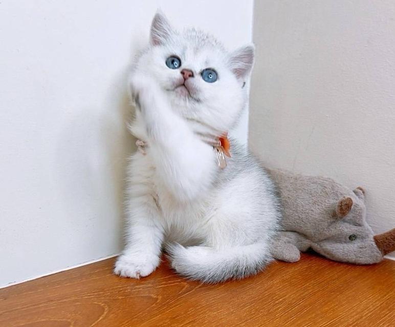 British Shorthair (ผู้หญิง)