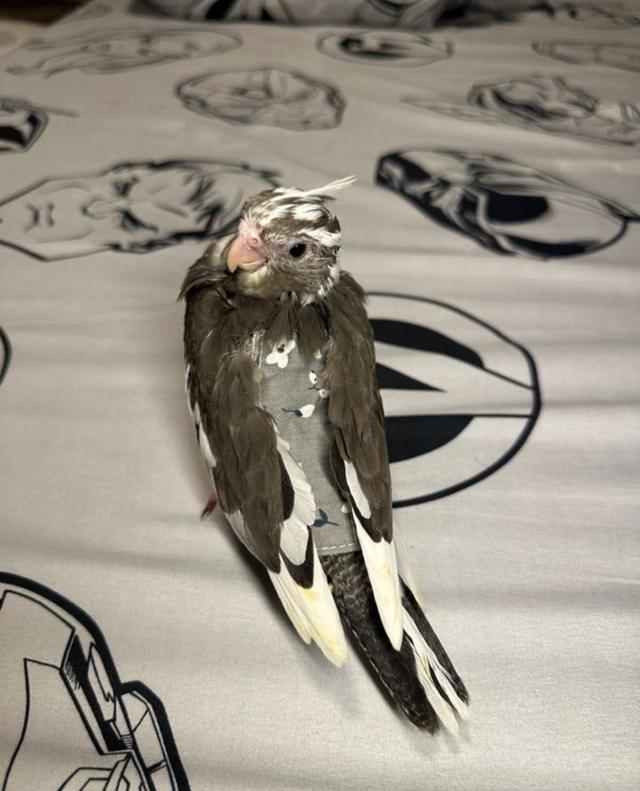 นก Cockatiel คอกคาเทล 2