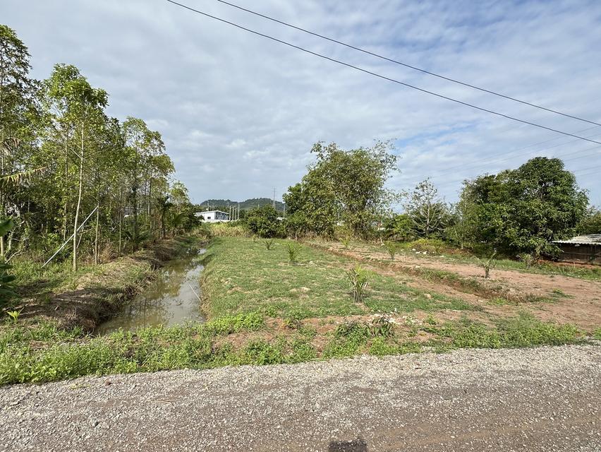 ขายที่ดิน 300 ตรว.  ต.วัดประดู่ อ.เมือง จะ.สุราษฎร์ธานี สนใจ ติดต่อ 0853929942 1