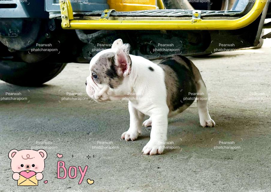 บ่าวเหนือ เฟร้นซ์บลูด็อก