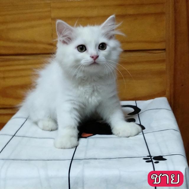 ลูกแมวเปอร์เซียลพบุรี