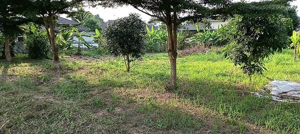ขายที่ดิน อำเภอเมืองพะเยา 1 ไร่ โฉนด พร้อมโอน โทร 0817830178 5