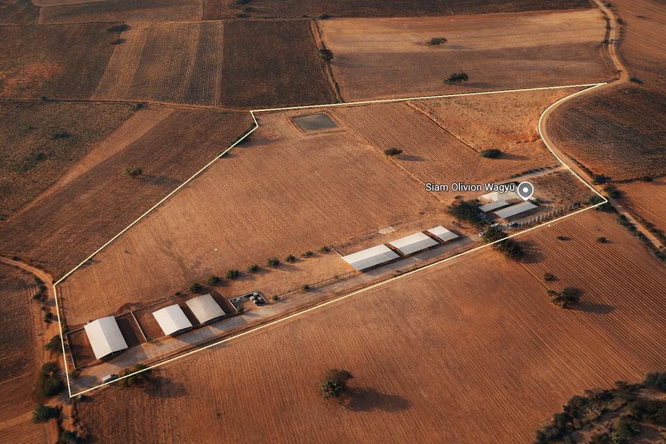 🚩 ขายที่ดิน พร้อมฟาร์มปศุสัตว์โครงสร้างครบ ขนาด 26 – 3 -19 ไร่ ตำบลสระจระเข้ อำเภอด่านขุนทด นครราชสีมา 2