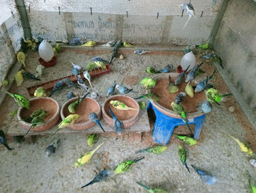 นกหงษ์หยก,นกเลิฟเบิร์ด รูปที่ 3