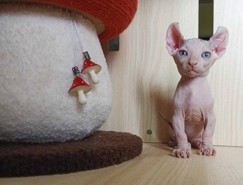31.แมวดเวล/เพศผู้ หาบ้าน Dwelf Cat/Male looking for a new home