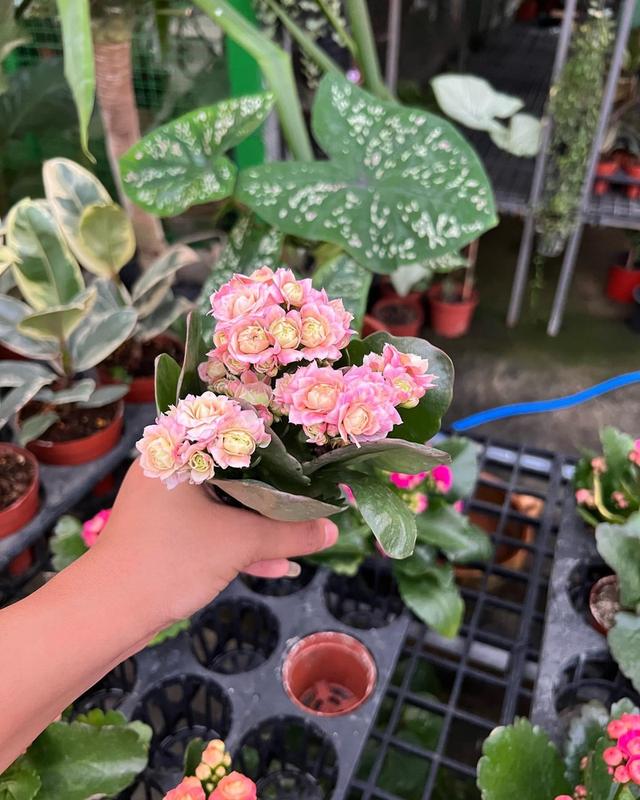 กุหลาบหิน Kalanchoe blossfeldiana Poelln 4