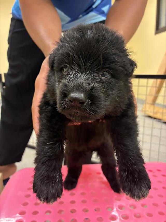 ลูกสุนัขเยอรมันเชพเพิร์ด รูปที่ 8