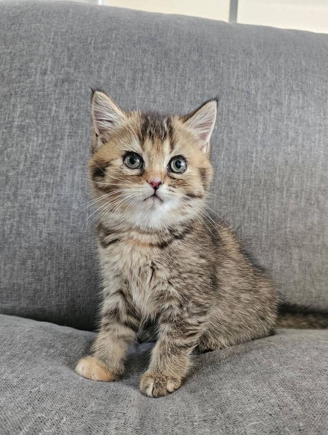 โคโค่ สก็อตติชโฟลด์แท้ 10