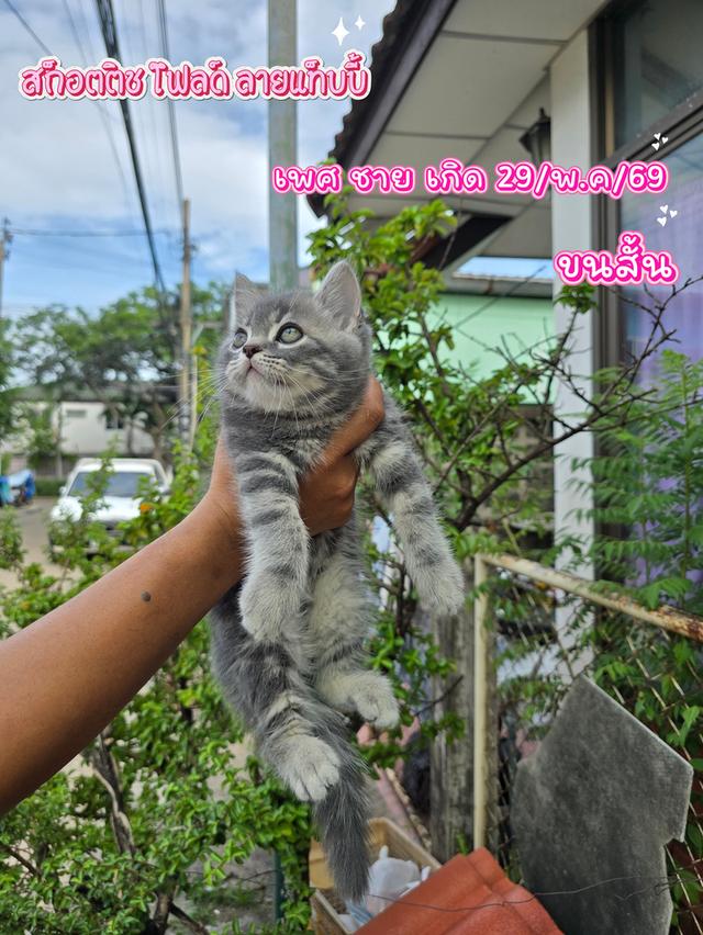สก็อตติช โฟลด์ ปิด❌️🏠