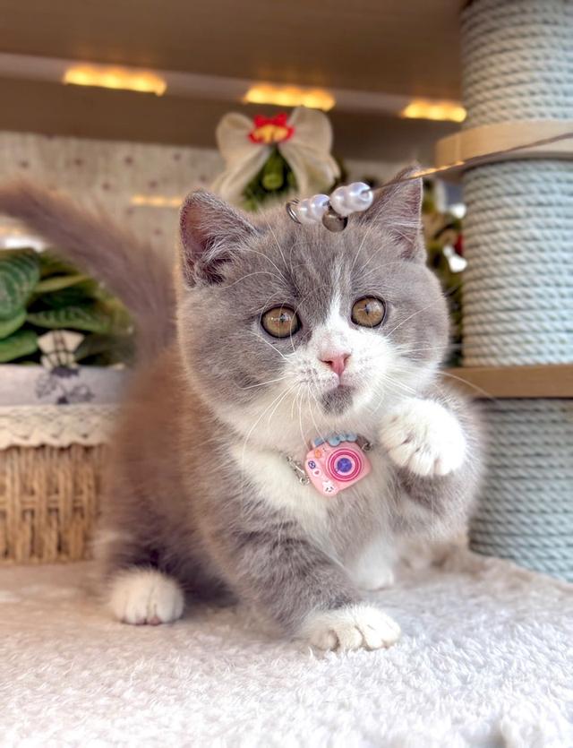 แมว มันช์กิ้นขาสั้นเด็กผู้หญิง 3