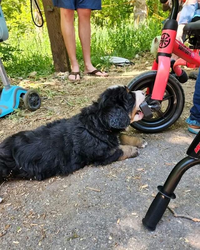 ลูกสุนัข Bernese Mountain Dog แท้ 4