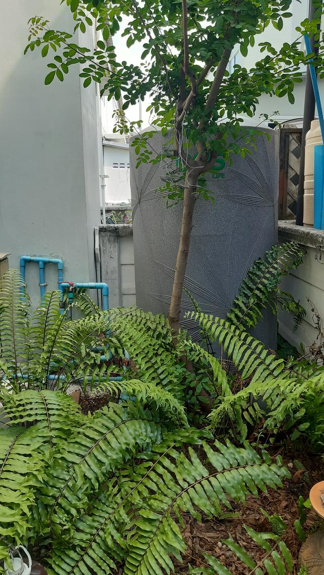 ทาวเฮาส์โครงการอารียาไทรน้อย เฟส 5 3