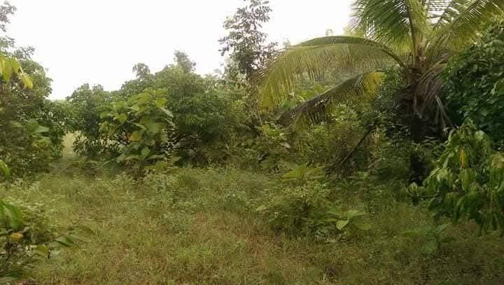 ที่รอออกเอกสารสิทธิ์7ไร่1งาน72ตารางวายกแปลง 220,000บาท​ ล้อมรั้วลวดหนามเรียบร้อย ติดถนนสาธารณะ 2ด้าน  มีต้นลำใยต้นมะม่วง ไผ่ มะพร้าว ต้นสัก ต้นมะขาม 7