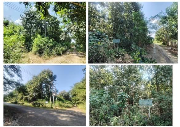 ขายด่วนที่ดิน 5 ไร่ แม่แตง เชียงใหม่ 3