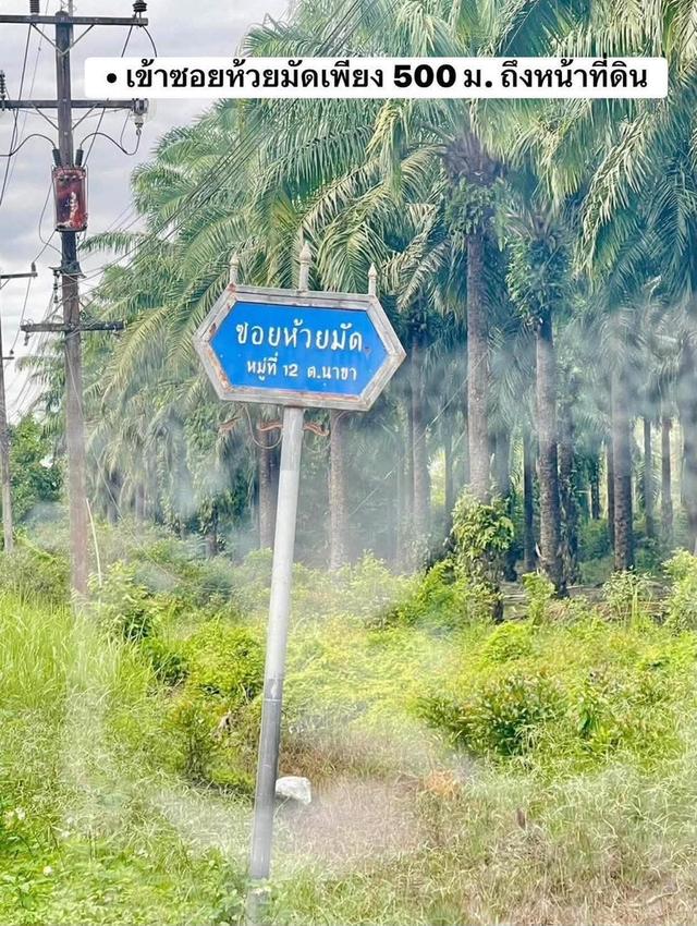 ที่ดินจังหวัดชุมพรหลังสวน 8