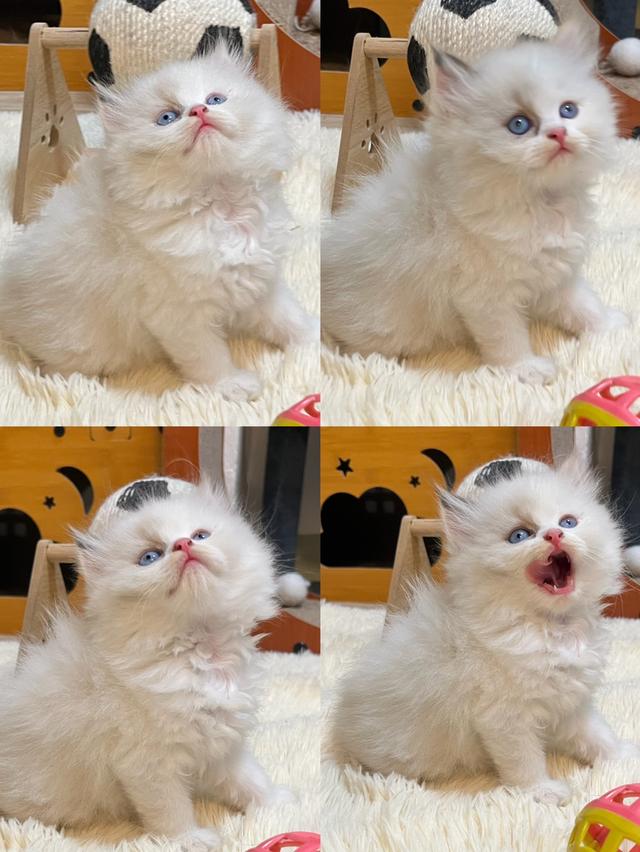 แมวเปอเซีย แท้ตาฟ้า สีพ้อย