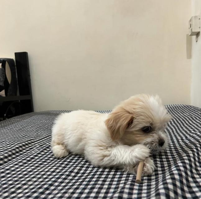 ขายลูกหมา Lhasa Apso 2