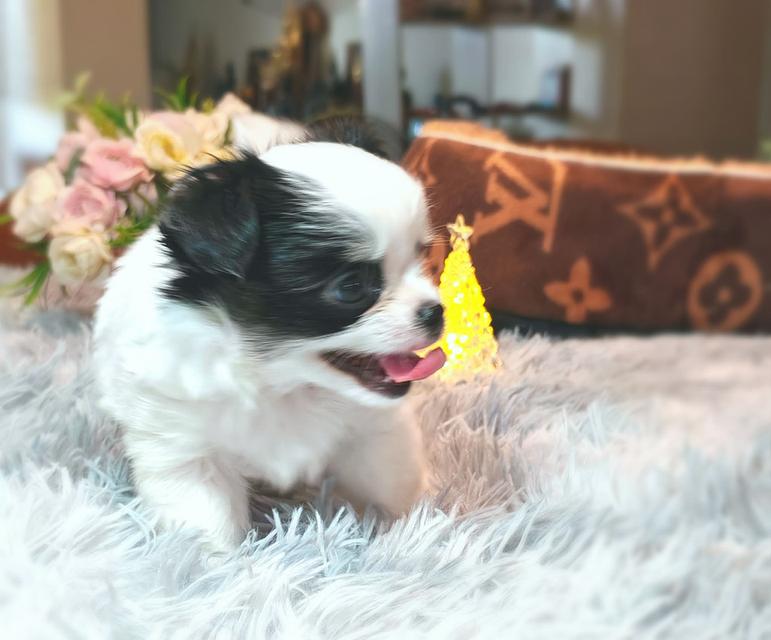 ลูกชิวาวาพันธุ์แท้ ขนยาว พ่อแม่จากสายพันธุ์เพ็ดดีกรี รูปที่ 1