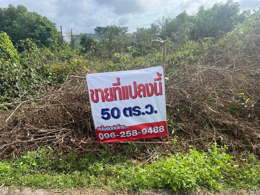 ที่ดิน ขนาด 50 ตารางวา 1