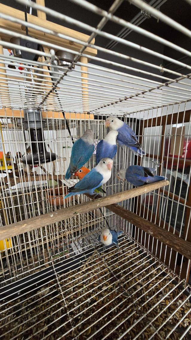 นกเลิฟเบิร์ดขอบตาไม่รู้เพศพร้อมทำ