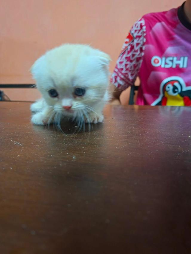 Munchkin cat มัชกิ้น