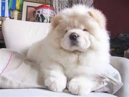 สุนัขเชาเชาสีขาว 1