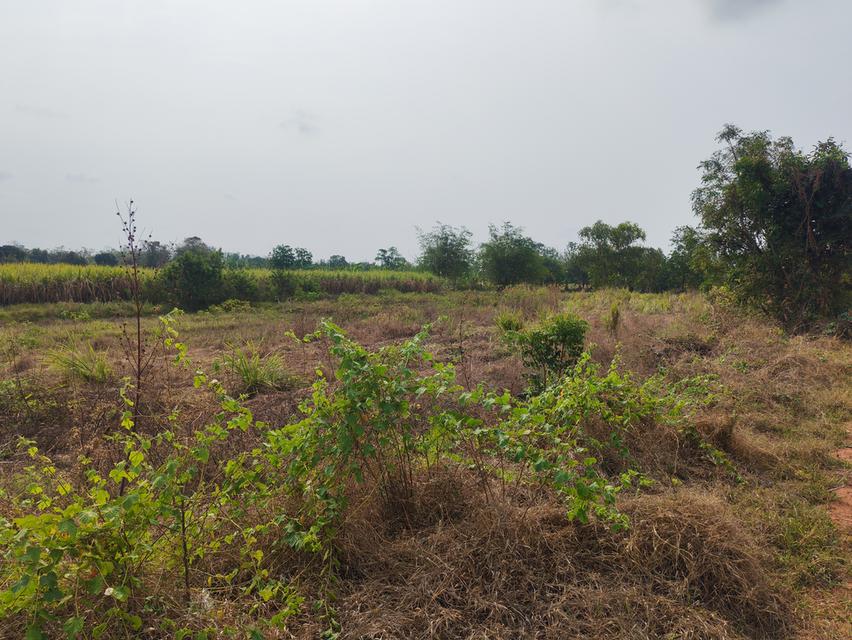 ขายด่วนที่ดิน ขายด่วน ที่ดินสวยแปลงใหญ่ 2แปลงติดกัน ไร่ละ 86,000 บาท จำนวน46-3-31 ไร่ และ 17-0-25 ไร่ เจ้าของคนเดียวกัน เป็นที่ไร่ผสมนา ติดทางสาธารณะท 6