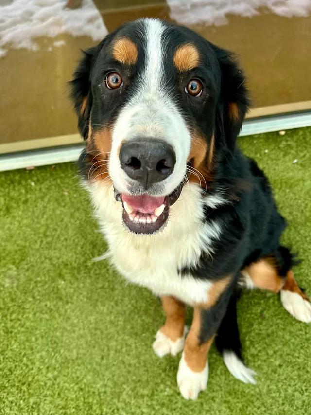 Bernese Mountain Dog หมานำเข้า 3