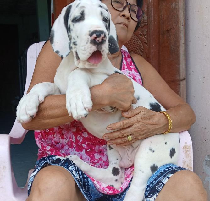 ลูกเกรทเดนคุณภาพ Great dane for sale รูปที่ 20