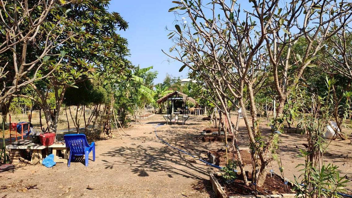 ขายที่ดินยกแปลงถมแล้ว 2-0-11 ไร่ กลางหมู่บ้านจราจรพัฒนา เขาแก่นจันทน์ ซอย 9 ใกล้ตลาดศรีเมือง พร้อมโฉนด ดอนตะโก ราชบุรี 10