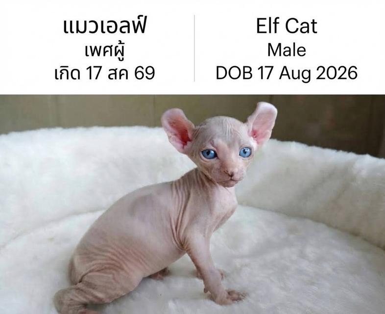 เปิ ดจอ งครับ สนใ จสอบถา มได้ครับ