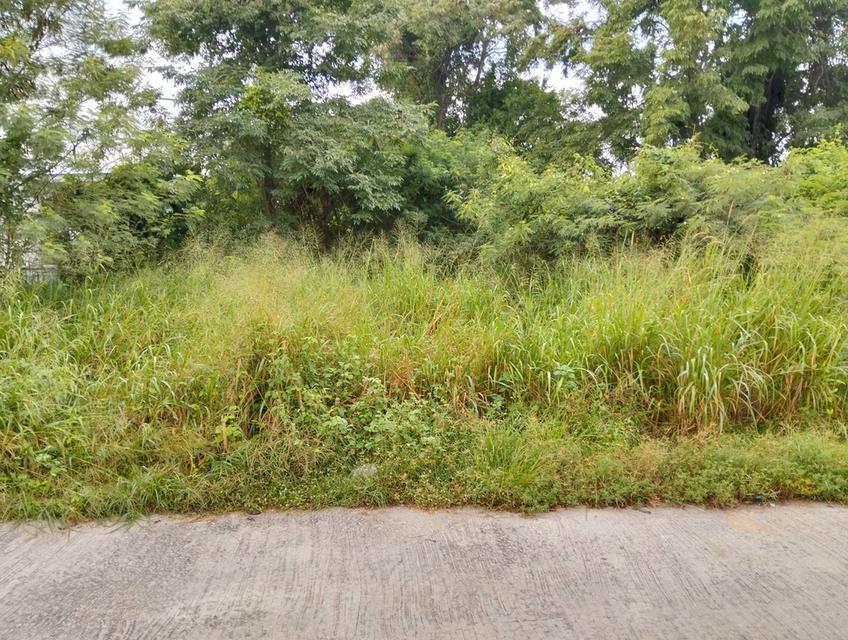 ที่ดิน 113 ตรว.ตะเคียนเตี้ย หลัง Big C ใกล้ถนน 4094 แค่ 100 เมตร 4