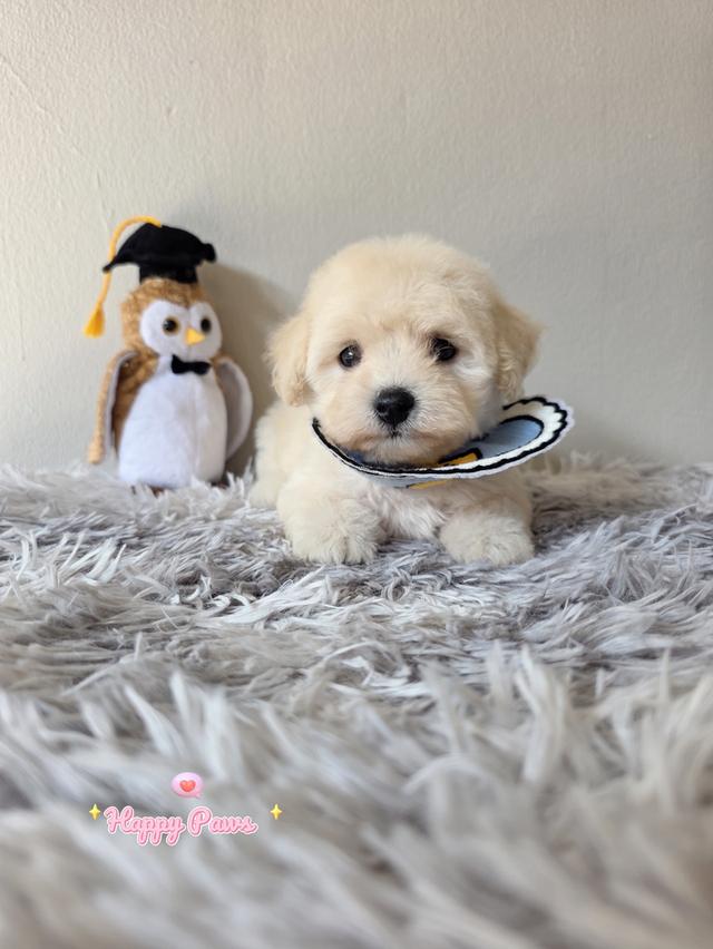 poodle toy น้องหมาพุดเดิ้ล