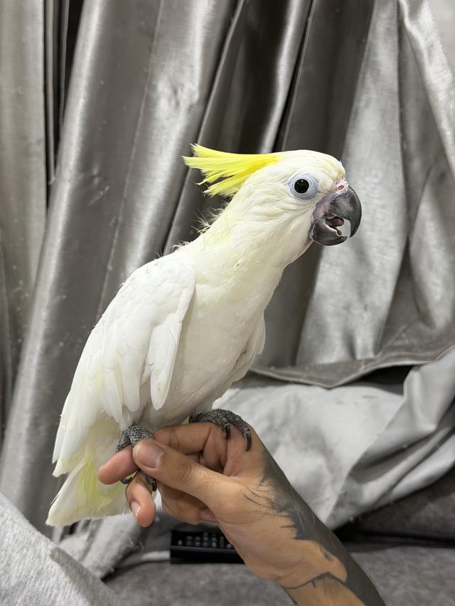 กระตั้วมิเดี้ยม Cockatoo medium เพศผู้ และเมีย รูปย่อยที่ 4