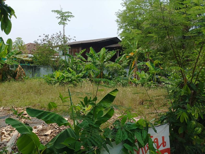 ขายที่ดิน 113ตร.ว. ต.สง่าบ้าน อ.ดอยสะเก็ด จ.เชียงใหม่ 13