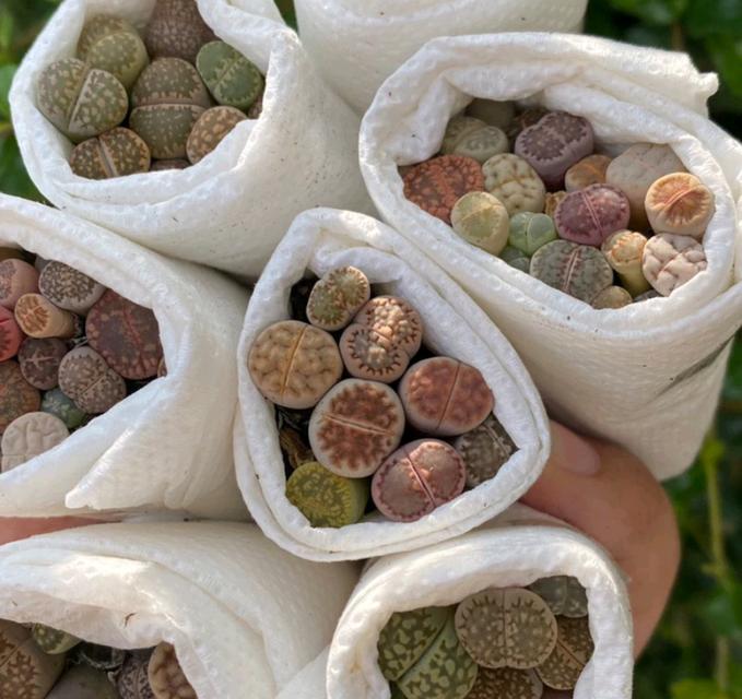 ไลทอปมิกซ์ Lithops 2