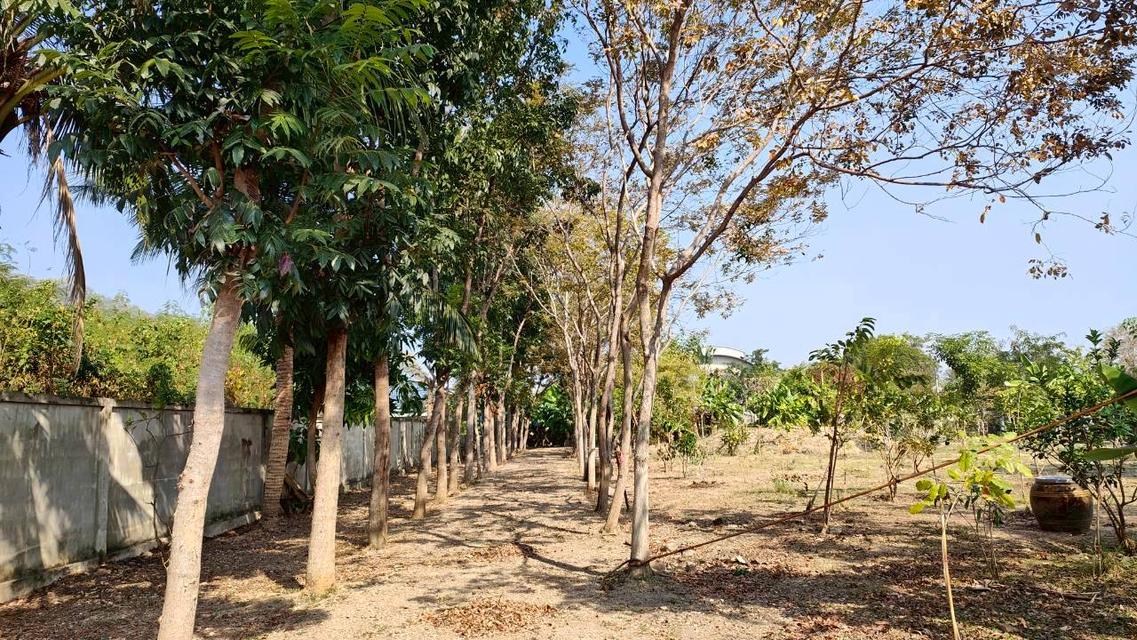 ขายที่ดินยกแปลงถมแล้ว 2-0-11 ไร่ กลางหมู่บ้านจราจรพัฒนา เขาแก่นจันทน์ ซอย 9 ใกล้ตลาดศรีเมือง พร้อมโฉนด ดอนตะโก ราชบุรี 7