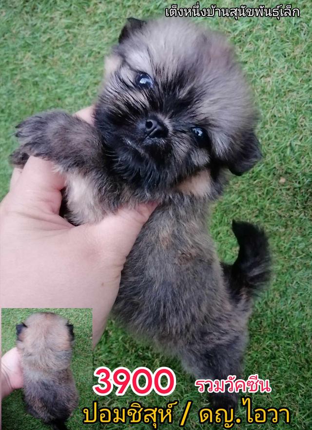 ชิสุห์ปอม ไซส์จิ๋ว หญิง 