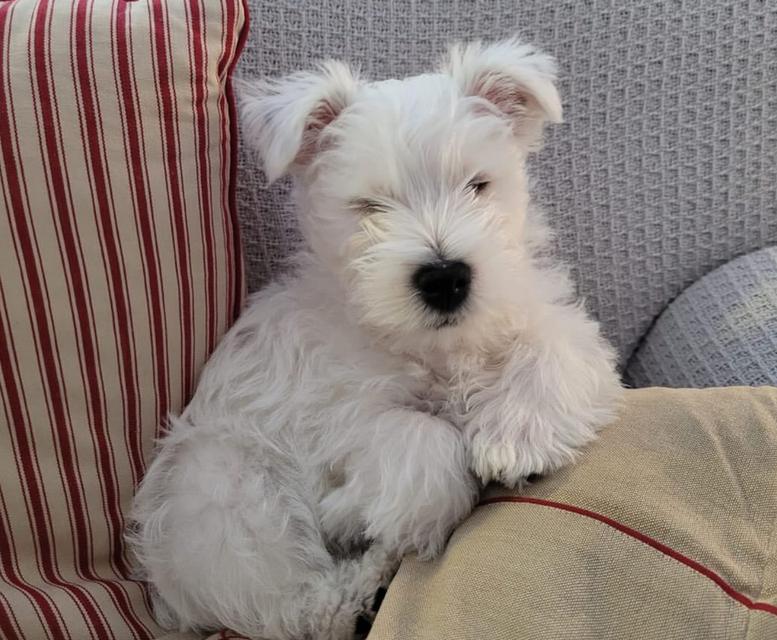 หาบ้านใหม่ให้น้อง West Highland White Terrier 2