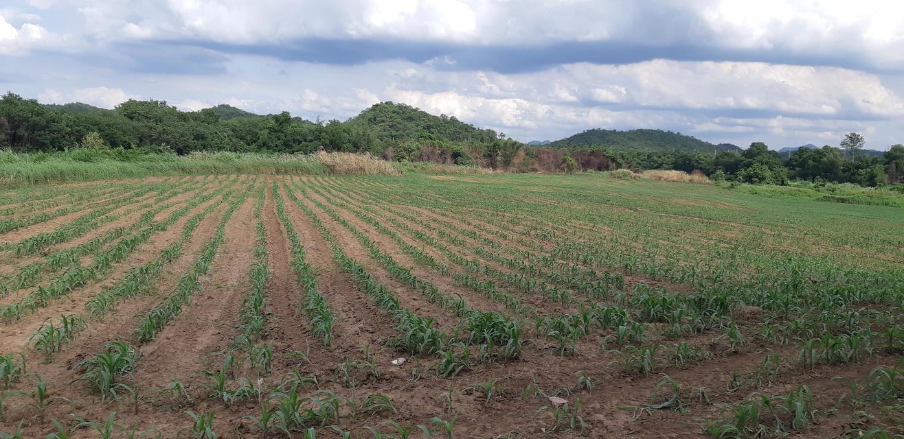 ขายที่ดินติดแม่น้ำป่าสัก 38-1-73 ไร่ แถมที่ดินเป็น น.ค.3 จำนวน 18 -2-59 ไร่ 17